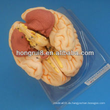 ISO Deluxe Gehirn Anatomisches Modell, Gehirn Anatomie